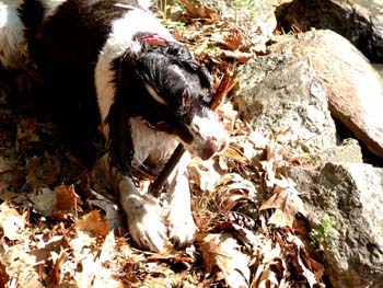 Bailey chewing twig