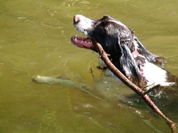 Bailey swimming