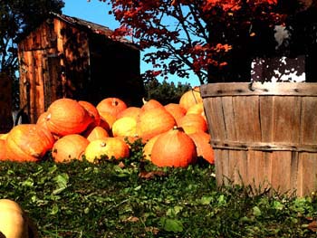 1 Tibbetts Pumpkins Watercolor