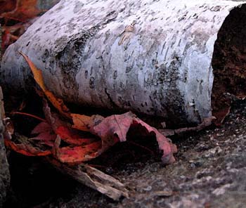 Bark & Leaves_6