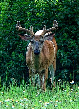 Deer Eyes Artistic_7