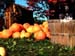 1 Tibbetts Pumpkins Watercolor