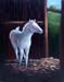 Baby Colt