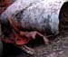 Bark & Leaves_6