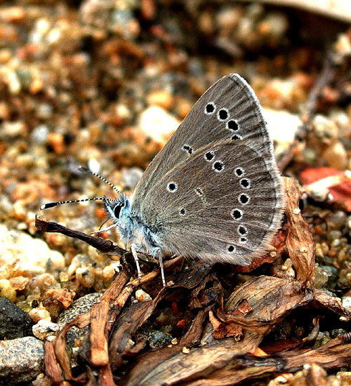 Basin Butterfly2_3