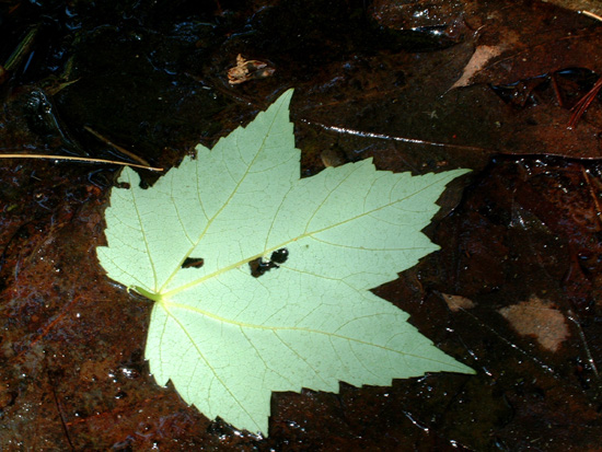 Camp Walkabout leaf