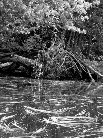Camp riverrun weeds