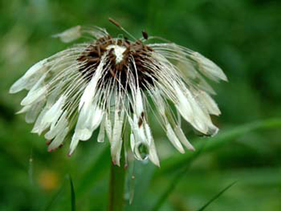 Dead Flower