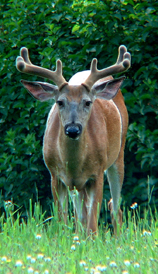 Deer Eyes 2_5