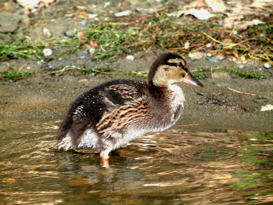 Duckling.tif_7