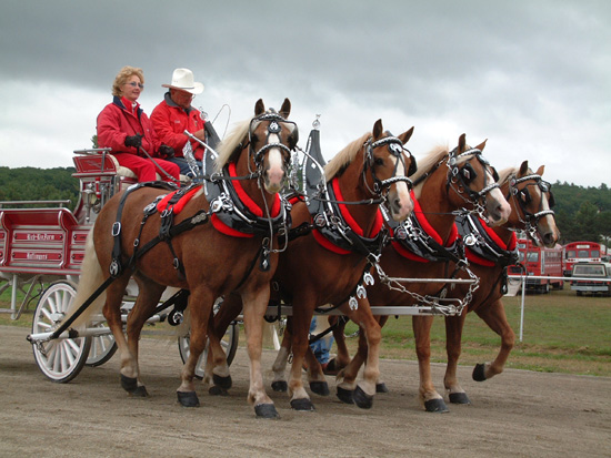 Horses