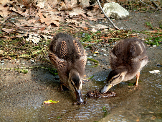 Hungry Duckies.tif_9
