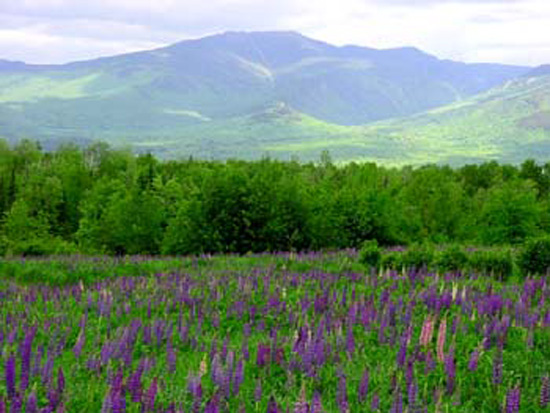 Lupines