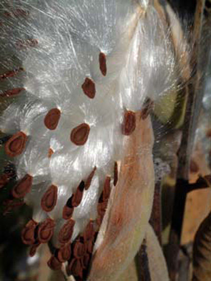 MilkWeed