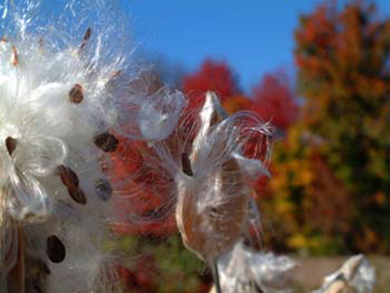 Milkweed & Foliage