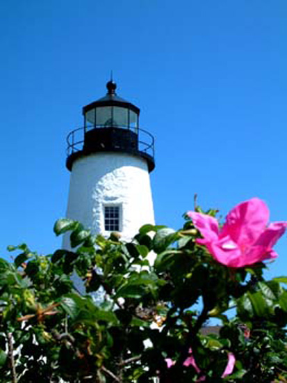 Pemaquid Class Rose and lighthouse