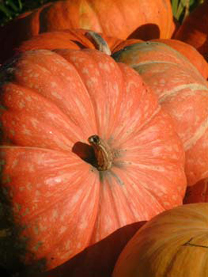 Pumpkins closeup_4