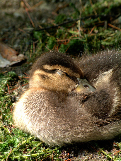 Snoozing Duckie.tif_13