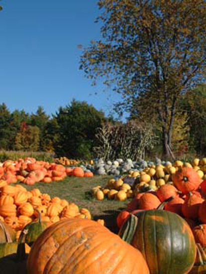 Tibbetts Pumpkins 1