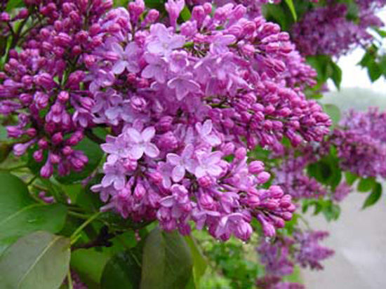 a- lilacs