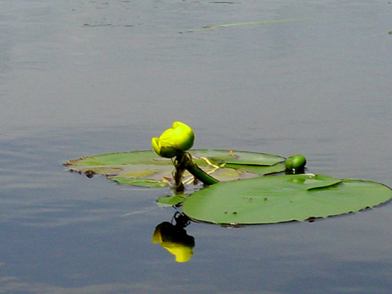 lillypad