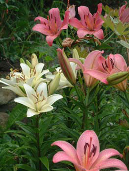 monhegan 2003 023