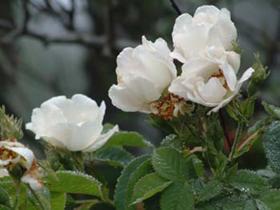 monhegan 2003 026