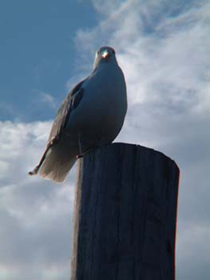 monhegan 2003 063