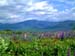 A- Sugar Hill Lupines 2