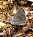 Basin Butterfly2_3