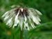 Dead Flower