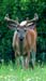 Deer Eyes 2_5