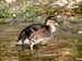 Duckling.tif_7