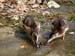 Hungry Duckies.tif_9