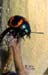 Lady Bug_10