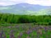 Lupines