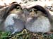 Peaceful Ducklings.tif_11