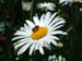 Pemaquid Daisy with Bee