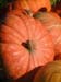 Pumpkins closeup_4