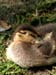 Snoozing Duckie.tif_13