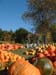 Tibbetts Pumpkins 1