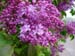 a- lilacs