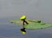 lillypad
