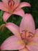 monhegan 2003 012