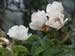 monhegan 2003 026