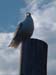 monhegan 2003 063